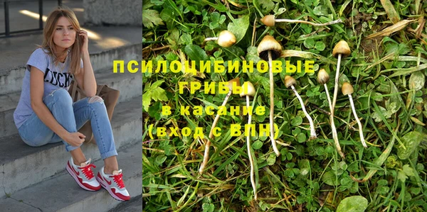 сатива Алзамай